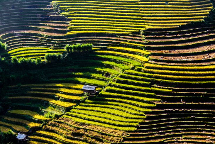 riziere terrace mu cang chai